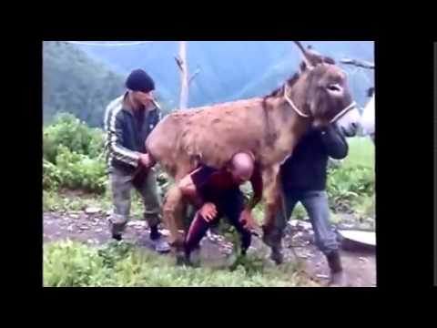 Download Funny Clips Pakistani Free Funny Jokes For Adults Download Latest Funny Video Funny Videos