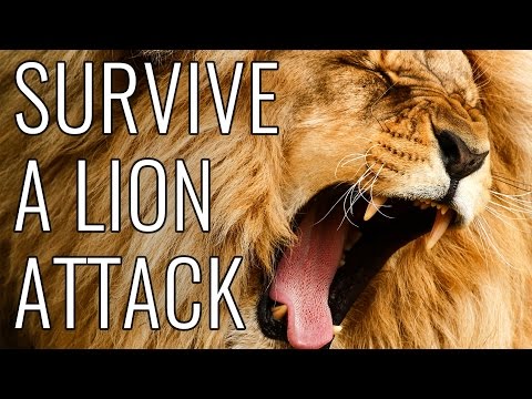 حمله شیر - حماسه چگونه به