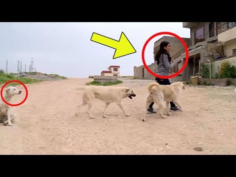 سەیری ئەو سەگانە چی دەکات بۆ ئەو ژنە لە سلێمانی 😱 زۆۆر عەجیبە
