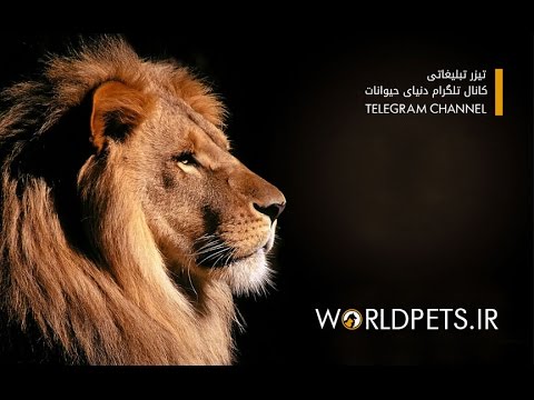 کانال تلگرام دنیای حیوانات (حیات وحش و حیوانات خانگی)