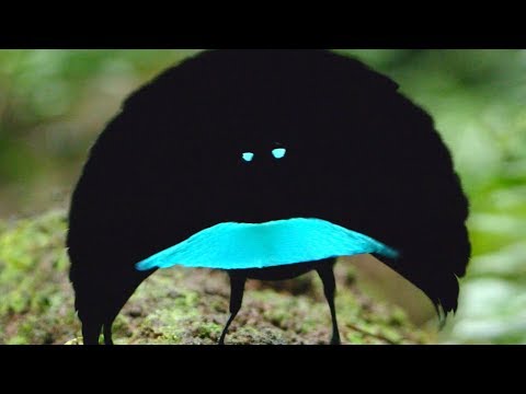 گونه های جدید? بسیار عالی Vogelkop پرنده بهشتی