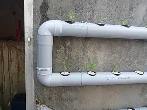 آموزش کشت هیدروپونیک گوجه کانال تلگرام خانه سبز