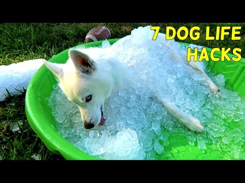 هک 7 در زندگی ساده برای سگ شما