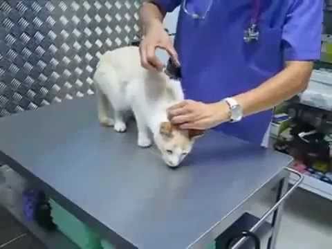 چگونه به غیر فعال کردن گربه