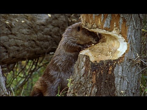 چگونه Beavers ساخت سدها | ترک آن را به Beavers | پی بی اس