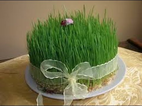 چگونگی رشد کفاشان، هفت گناه - آموزش سبز کردن سبزه گندم