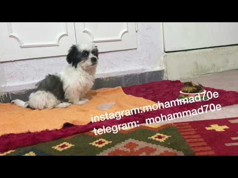 آموزش و تربيت سگ آپارتماني و گارد mohammad70e @ تلگرام پیت بول شیتزو پیتبول