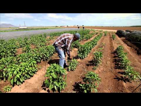 شیلی کشاورزی - امریکا در منطقه مرکزی