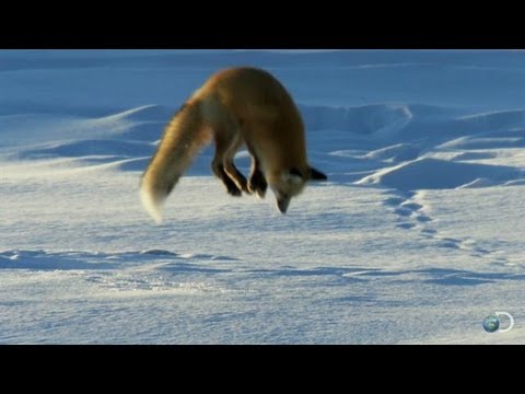 فاکس Dives Headfirst به برف | شمال امریکا