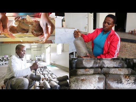 چگونه به رشد قارچ در لسوتو