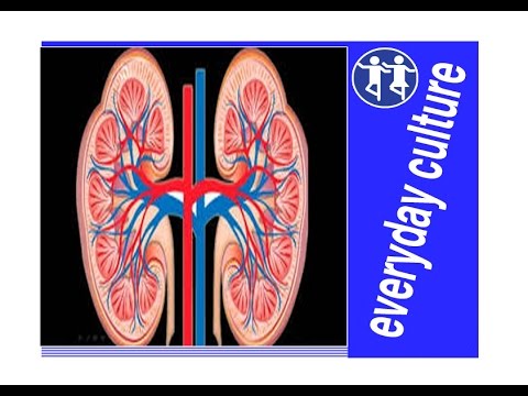 چگونه به نگه داشتن کلیه سالم