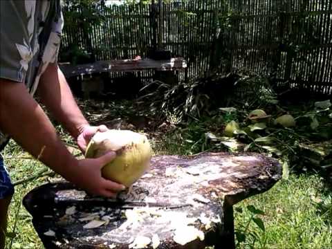 چگونه به هک نارگیل... راه آماتور.  هکتار!
