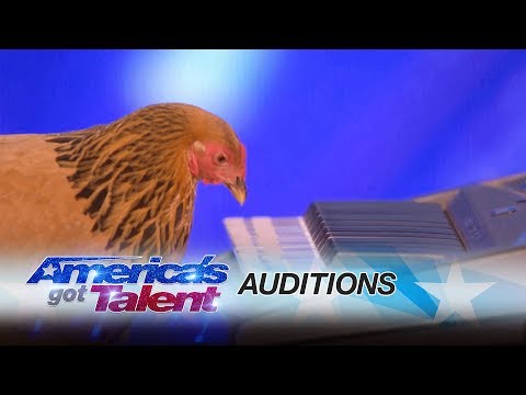 Jokgu Flockstars: مرغ نقش میهنی لحن در صفحه کلید - آمریکا کردم استعداد 2017