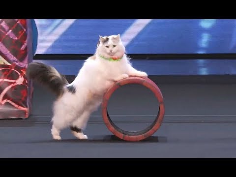 آمریکا رو استعداد 2018 - جالب ترین / Weirdest / بدترین امتحانات ابتدائی - قسمت 1