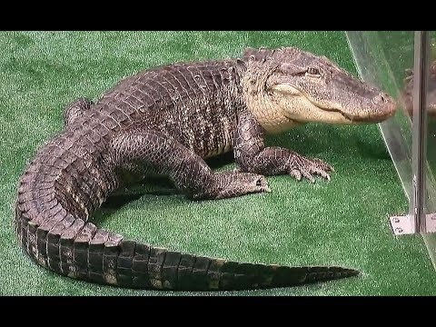 آمریکا کردم استعداد 2018 - ترین خطرناک اعمال سال - بخش 2