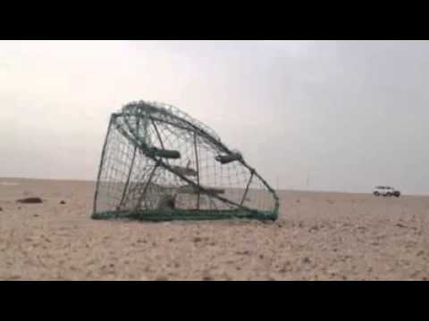 ببینید با چی مهارت شکار می کند واقعیت جالب است - شکارچی ماهر - Hunting Peregrine Falcon Saudi Arabia