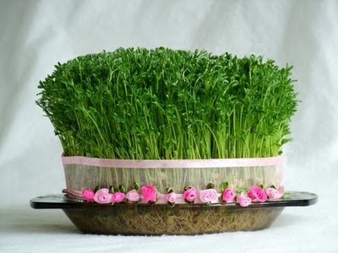 چگونه به کفاشان، - آموزش درست کردن سبزه عدس