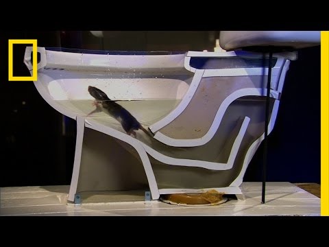 ببینید که چگونه به راحتی می توانید موش را تا توالت شما طفره زدن | نشنال جئوگرافیک