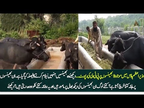 خرید 8 پرورش گاو وحشی نواز شریف به حراج گذاشته توسط دولت PTI