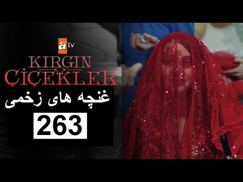 سریال غنچه های زخمی قسمت 263 دوبله فارسی کامل - سریال Ghonchehaye Zakhmi بخش 263