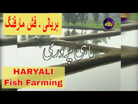 PARWARI ماهی | ماهی مزرعه | HARYALI (پنجابی برنامه کشاورزی) | ہریالی ۔ پنجابی پروگرام زرعی